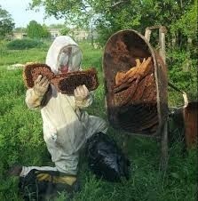 Emergency bee removal services in San Antonio 