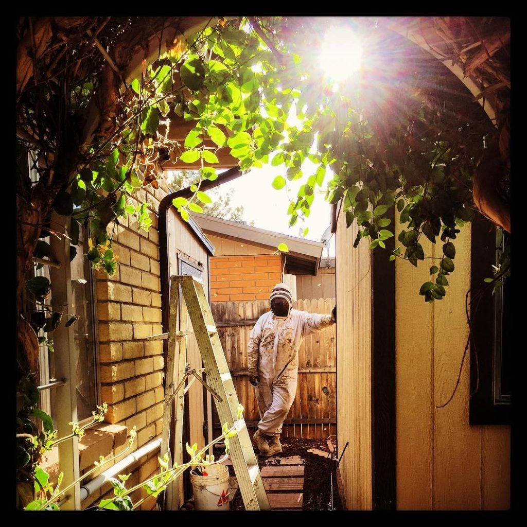 San Antonio Bee Removal Quote